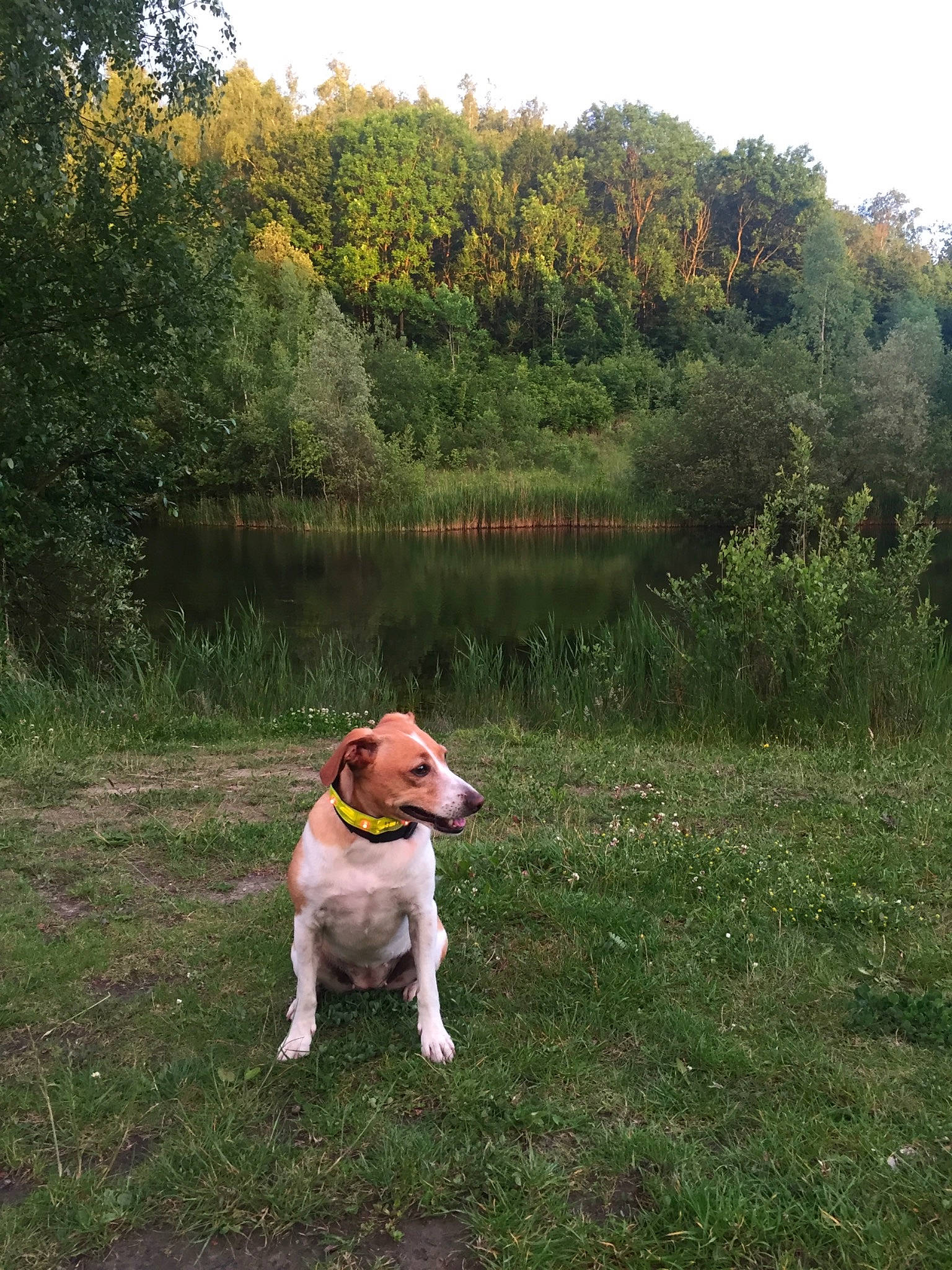 Lylou a rejoint le concours — aidez-le/la à gagner de superbes lots ! adventure, canidae, carnivore, companion_dog, dog, dog_breed, dog_walking, estonian_hound, field_trial, grass, harrier, hunting_dog, mammal, sporting_group, tree, vertebrate