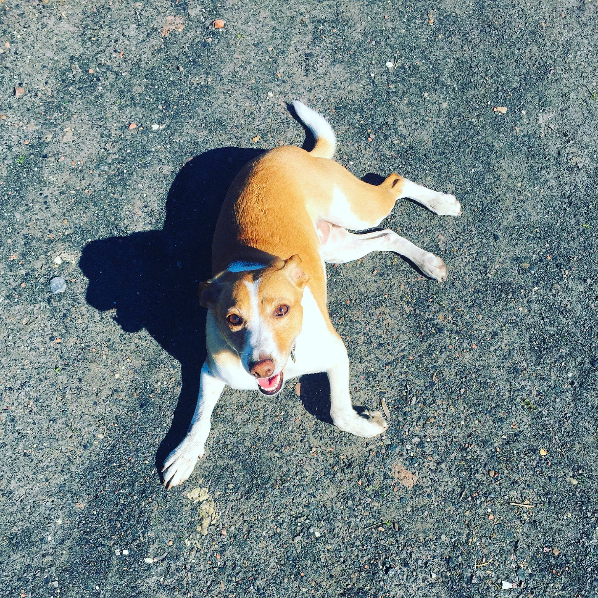 Lylou participe au concours pour gagner de l'argent avec cette photo : american_foxhound, beagle, beagle_harrier, canidae, carnivore, companion_dog, dog, dog_breed, english_foxhound, estonian_hound, fawn, feist, harrier, hound, mammal, pocket_beagle, puppy, serbian_tricolour_hound, street_dog, tail