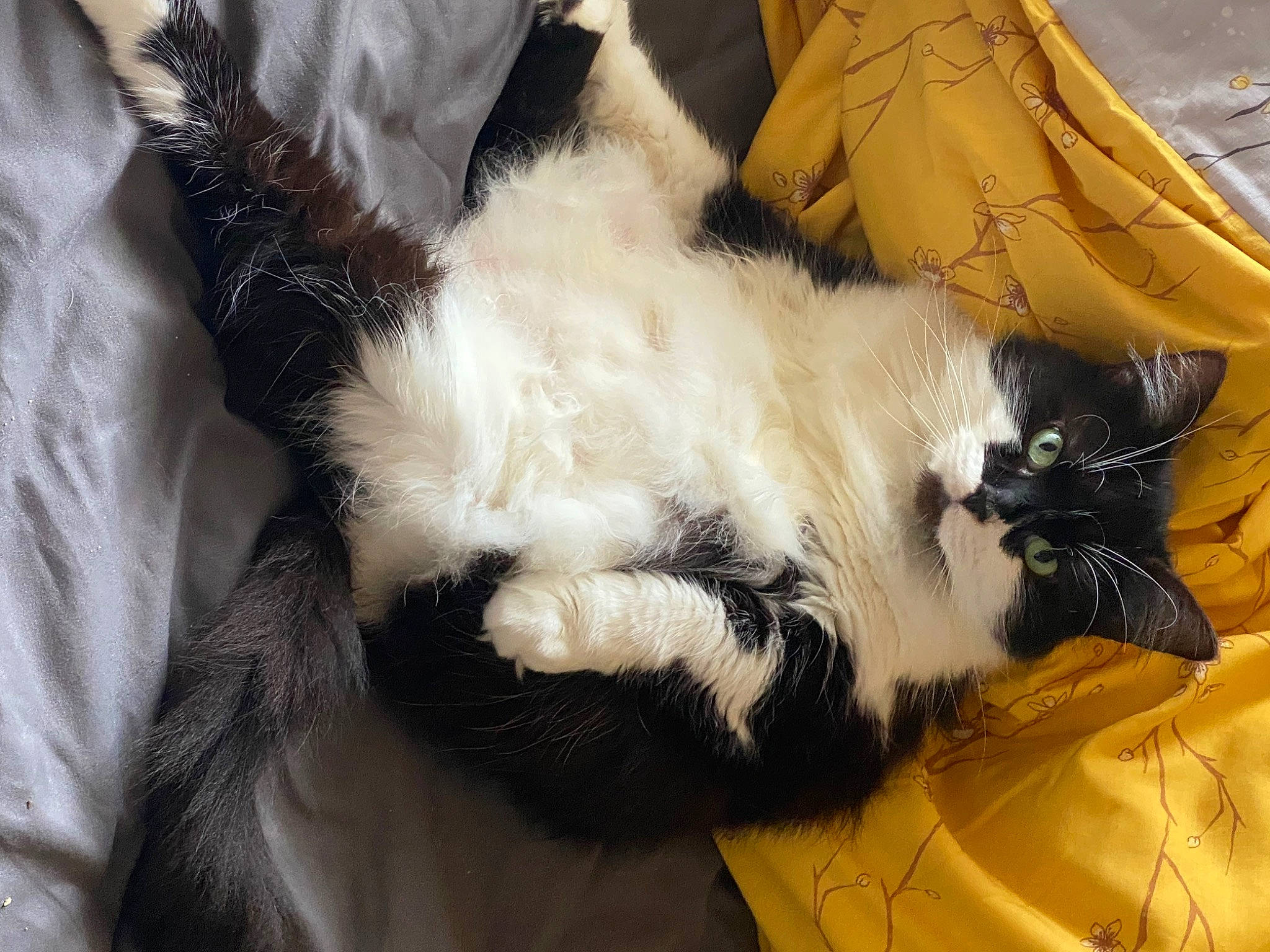 Agnes joined the competition — help win amazing prizes! canidae, carnivore, cat, claw, comfort, companion_dog, felidae, fur, lap, nap, paw, small_to_medium_sized_cats, snout, tail, whiskers