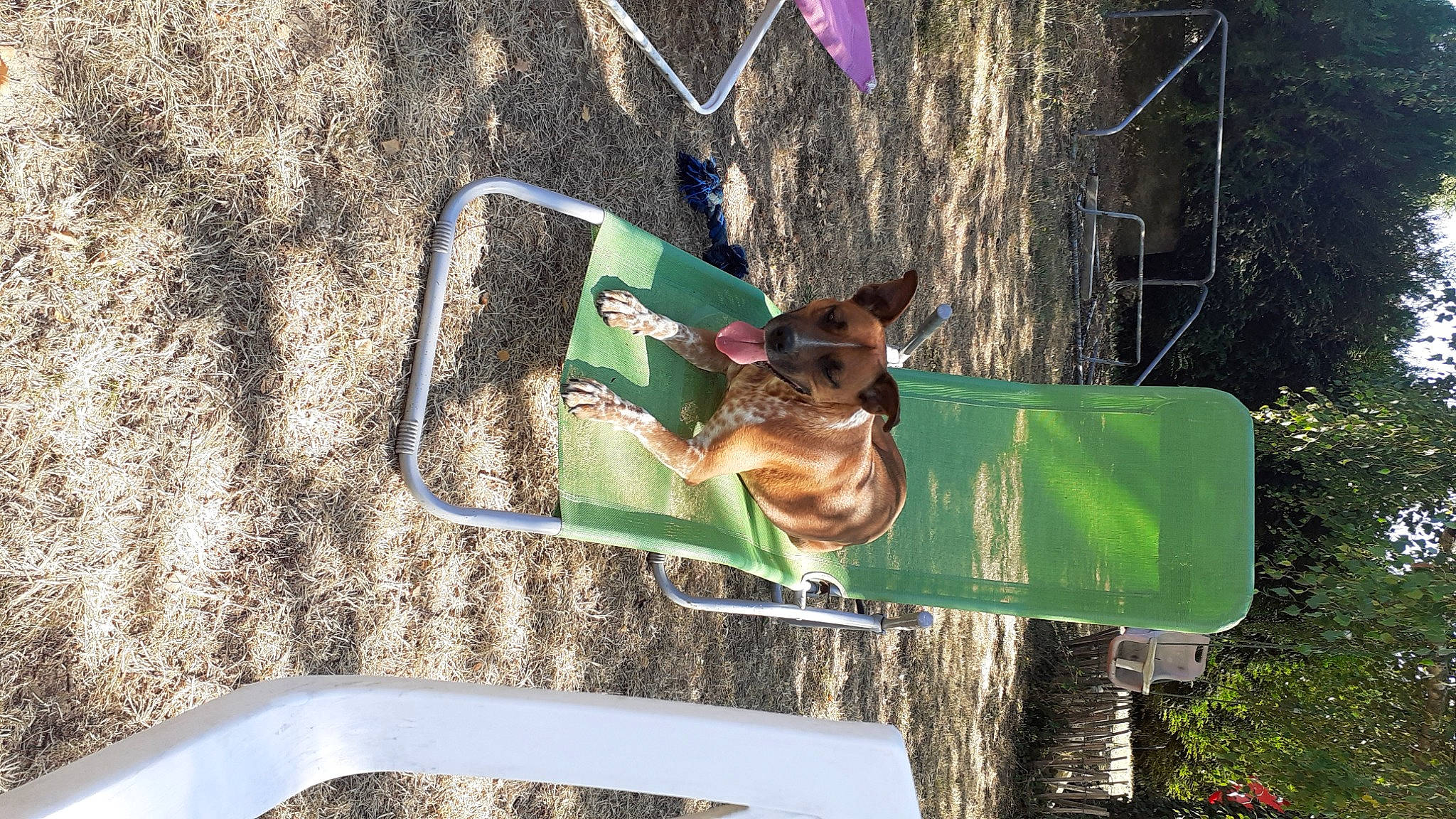 Louxor a rejoint le concours — aidez-le/la à gagner de superbes lots ! canidae, fawn, green