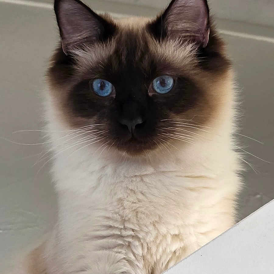 Vasco a rejoint le concours — aidez-le/la à gagner de superbes lots ! alert, animal, blue_eyes, cat, close_up, cute, domestic_animal, ears, expression, face, feline, fluffy, fur, indoor, looking_down, mammal, pet, portrait, soft, whiskers