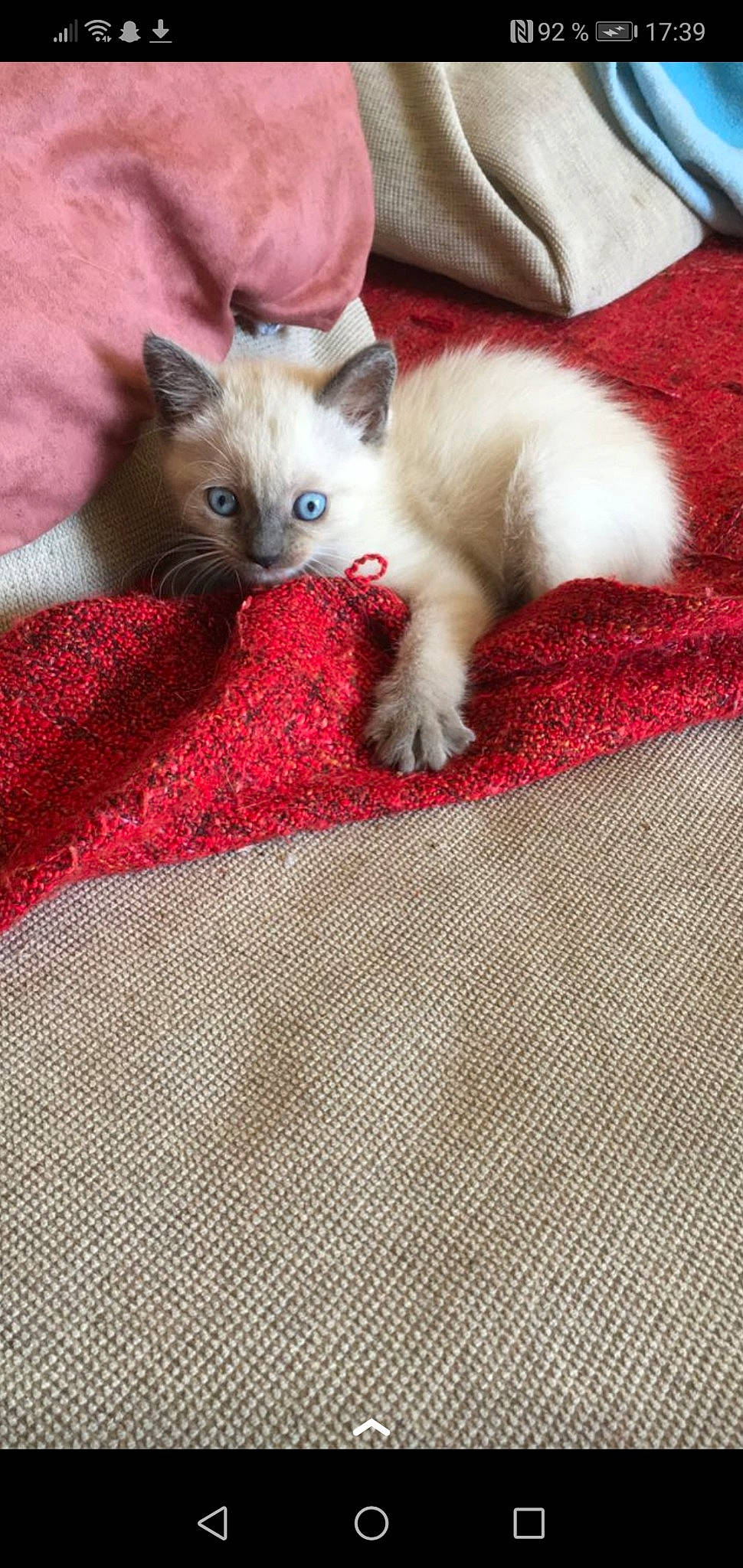 Lune a rejoint le concours — aidez-le/la à gagner de superbes lots ! carnivore, cat, claw, comfort, domestic_short_haired_cat, fawn, felidae, fur, grey, linens, nap, pattern, paw, small_to_medium_sized_cats, snout, tail, textile, thai, whiskers, woven_fabric