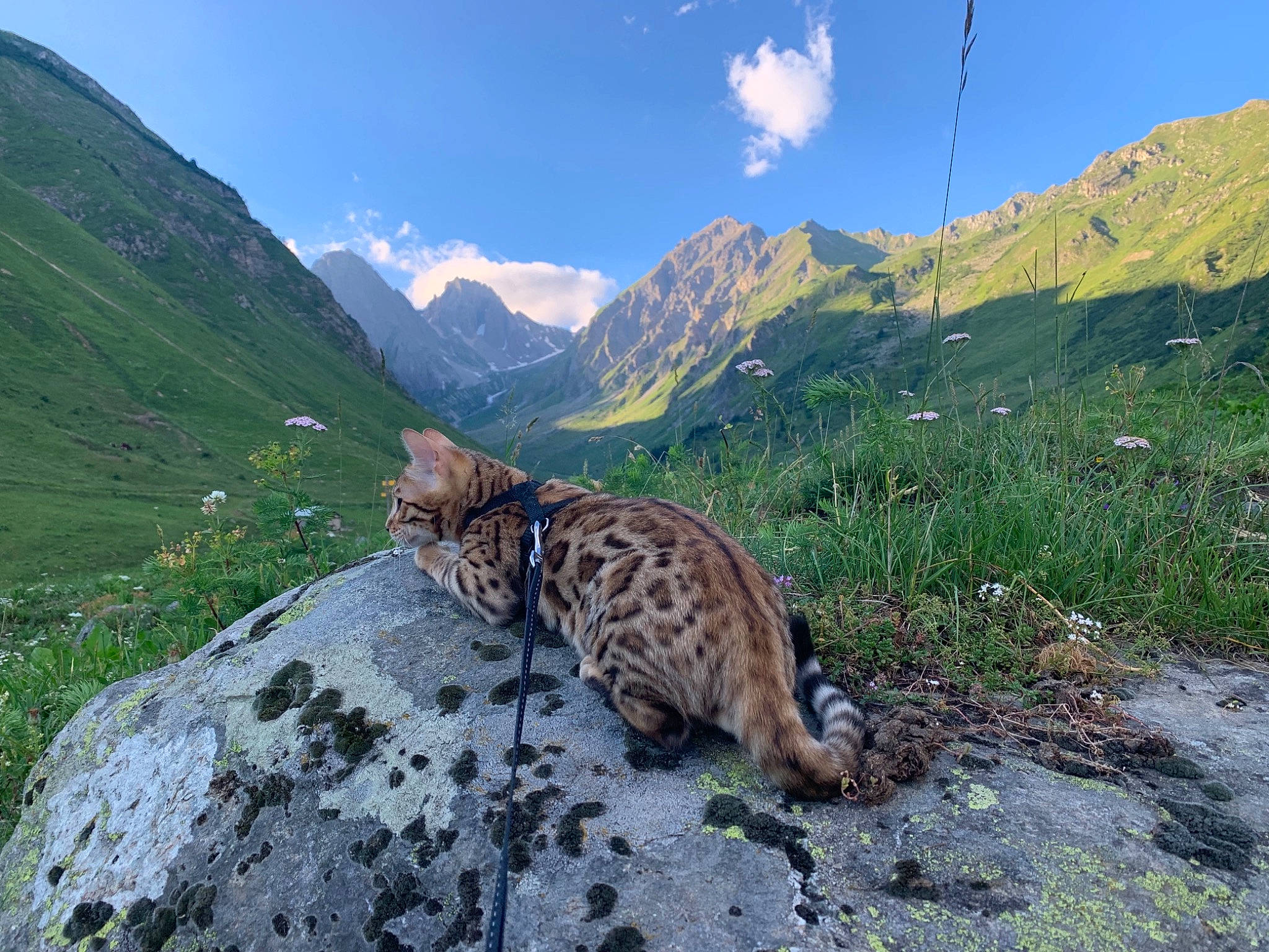 Pako participe au concours pour gagner de l'argent avec cette photo : carnivore, cat, felidae, fell, grassland, highland, hill, hill_station, mountain, mountain_range, mountainous_landforms, ridge, slope, small_to_medium_sized_cats, terrain, terrestrial_animal, valley, vertebrate, whiskers, wilderness