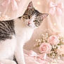 animal, cat, close_up, cute, decor, feminine, floral, flower, indoor, lace, pastel, pet, pink_bow, portrait, rose, soft_light, still_life, tabby, whiskers, white