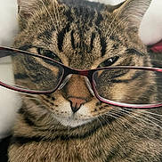 Trigger is registered to the contest to win money with this photo: animal, cat, closeup, cute, domestic_animal, ears, eyes, face, feline, fur, glasses, indoor, muzzle, nose, pet, portrait, relaxed, sleepy, tabby, whiskers