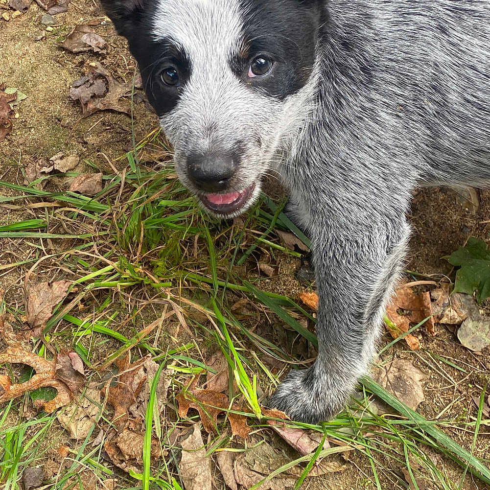 Jinx is registered to the contest to win money with this photo: accessories, animal, ball, canine, chihuahua, dog, grass, herbal, husky, leash, pet, plant, puppy, slate, soil, sport, strap, tennis, tennisball, wood
