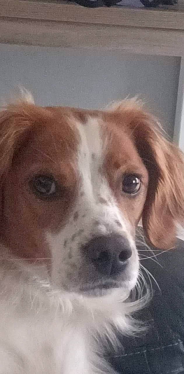 Peter participe au concours pour gagner de l'argent avec cette photo : art, canidae, carnivore, companion_dog, dog, dog_breed, gun_dog, liver, snout, sporting_group, whiskers