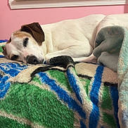 Jackie Chan is registered to the contest to win money with this photo: dog, sleeping, blanket, furry, indoors, window, pink_wall, resting, pet, cozy, animal, canine, relaxation, bedroom, soft_texture, nap, domestic, comfort, fur, peaceful