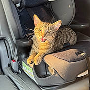 Leah is registered to the contest to win money with this photo: cat, tabby_cat, pet, animal, feline, car, car_interior, car_seat, child_safety_seat, seatbelt, sitting, lying_down, open_mouth, meowing, whiskers, ears, fur, sunlight, portrait, indoors