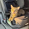 cat, tabby_cat, pet, animal, feline, car, car_interior, car_seat, child_safety_seat, seatbelt, sitting, lying_down, open_mouth, meowing, whiskers, ears, fur, sunlight, portrait, indoors