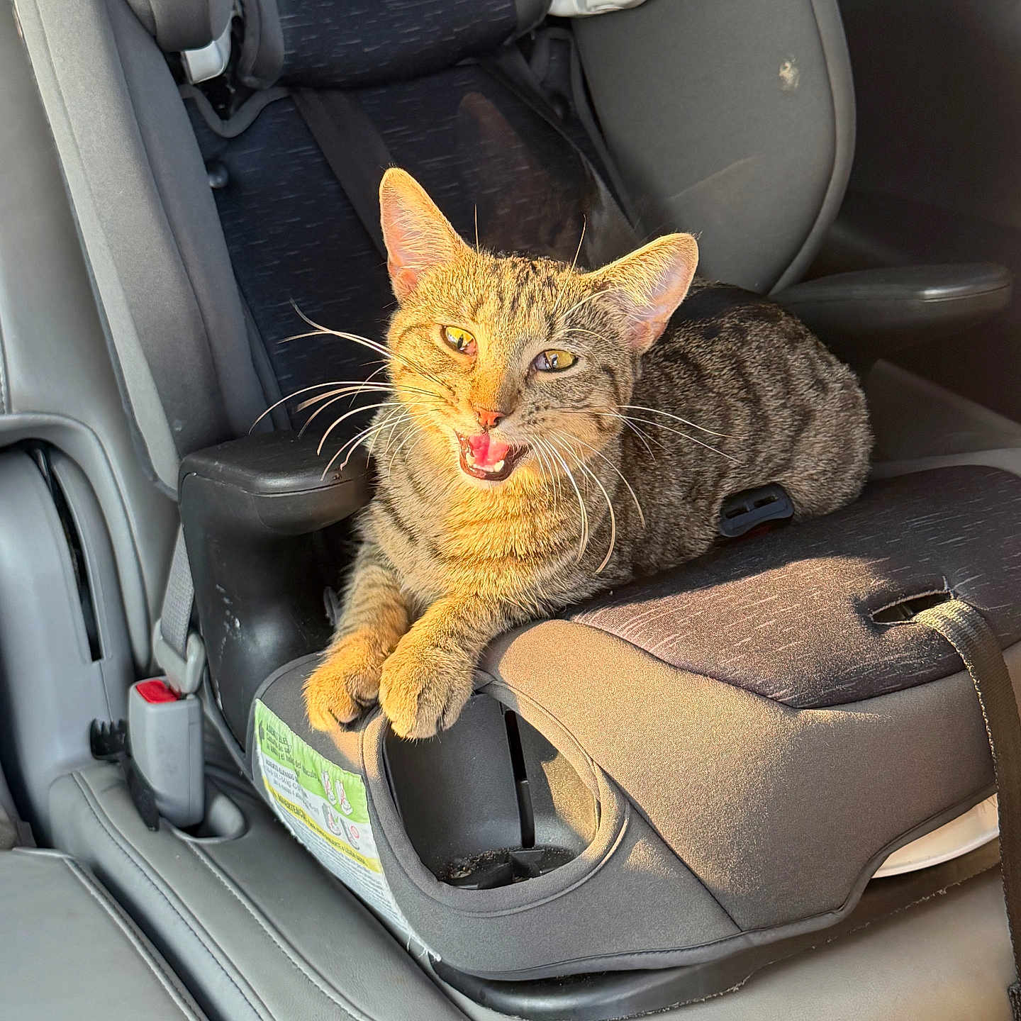 Leah is registered to the contest to win money with this photo: cat, tabby_cat, pet, animal, feline, car, car_interior, car_seat, child_safety_seat, seatbelt, sitting, lying_down, open_mouth, meowing, whiskers, ears, fur, sunlight, portrait, indoors