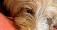 Delilah is registered to the contest to win money with this photo: animal, blurry, close_up, companion, cozy, cute, dog, domestic_animal, fur, indoor, laying_down, muzzle, pet, pink_surface, portrait, relaxed, resting, sleepy, soft_texture, warm_colors