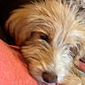 Delilah is registered to the contest to win money with this photo: dog, close_up, fur, sleepy, resting, pink_surface, cozy, warm_colors, blurry, pet, animal, indoor, soft_texture, muzzle, cute, relaxed, companion, domestic_animal, laying_down, portrait