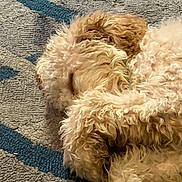 Fiona is registered to the contest to win money with this photo: dog, sleeping, curly_fur, fluffy, carpet, indoor, pet, resting, cozy, brown, beige, blue, closeup, animal, fur, cute, domestic_animal, relaxing, companion, curled_up