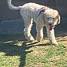 Fiona is registered to the contest to win money with this photo: dog, white_dog, curly_fur, outdoor, grass, shadow, sunlight, walking, pet, canine, animal, tongue_out, red_harness, daylight, brick_wall, playful, fur, mammal, nature, companion