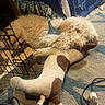 Fiona joined the competition — help win amazing prizes! dog, stuffed_toy, carpet, blanket, curly_hair, indoor, plush, animal, brown, white, fabric, cuddling, resting, cozy, furniture, cord, plug, pet, toy, relaxed