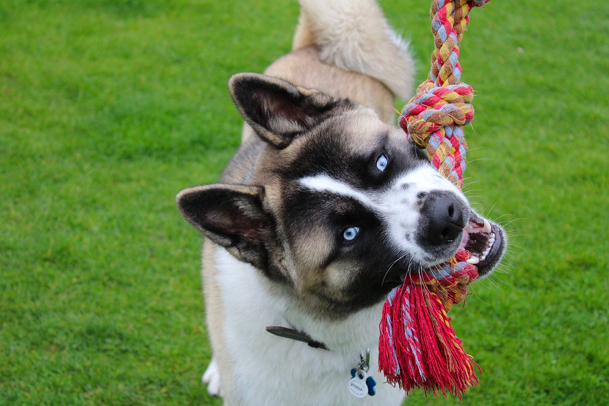 Tyuu a rejoint le concours — aidez-le/la à gagner de superbes lots ! ancient_dog_breeds, canidae, carnivore, collar, companion_dog, dog, dog_breed, dog_collar, dog_supply, fawn, fur, grass, leash, non_sporting_group, snout, sporting_group, terrestrial_animal, whiskers, working_animal, working_dog