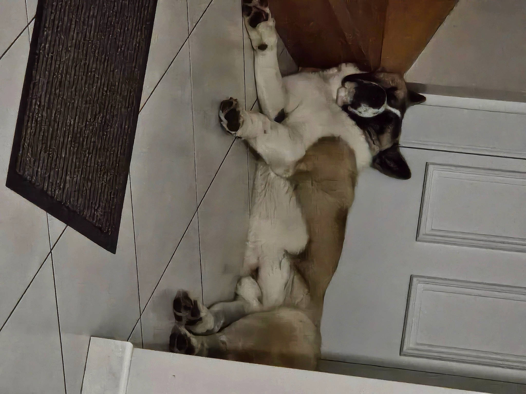 Tyuu a rejoint le concours — aidez-le/la à gagner de superbes lots ! art, canidae, carnivore, companion_dog, dog, dog_breed, fawn, felidae, flooring, fur, grey, human_leg, non_sporting_group, paw, snout, sporting_group, tail, visual_arts, window, working_animal