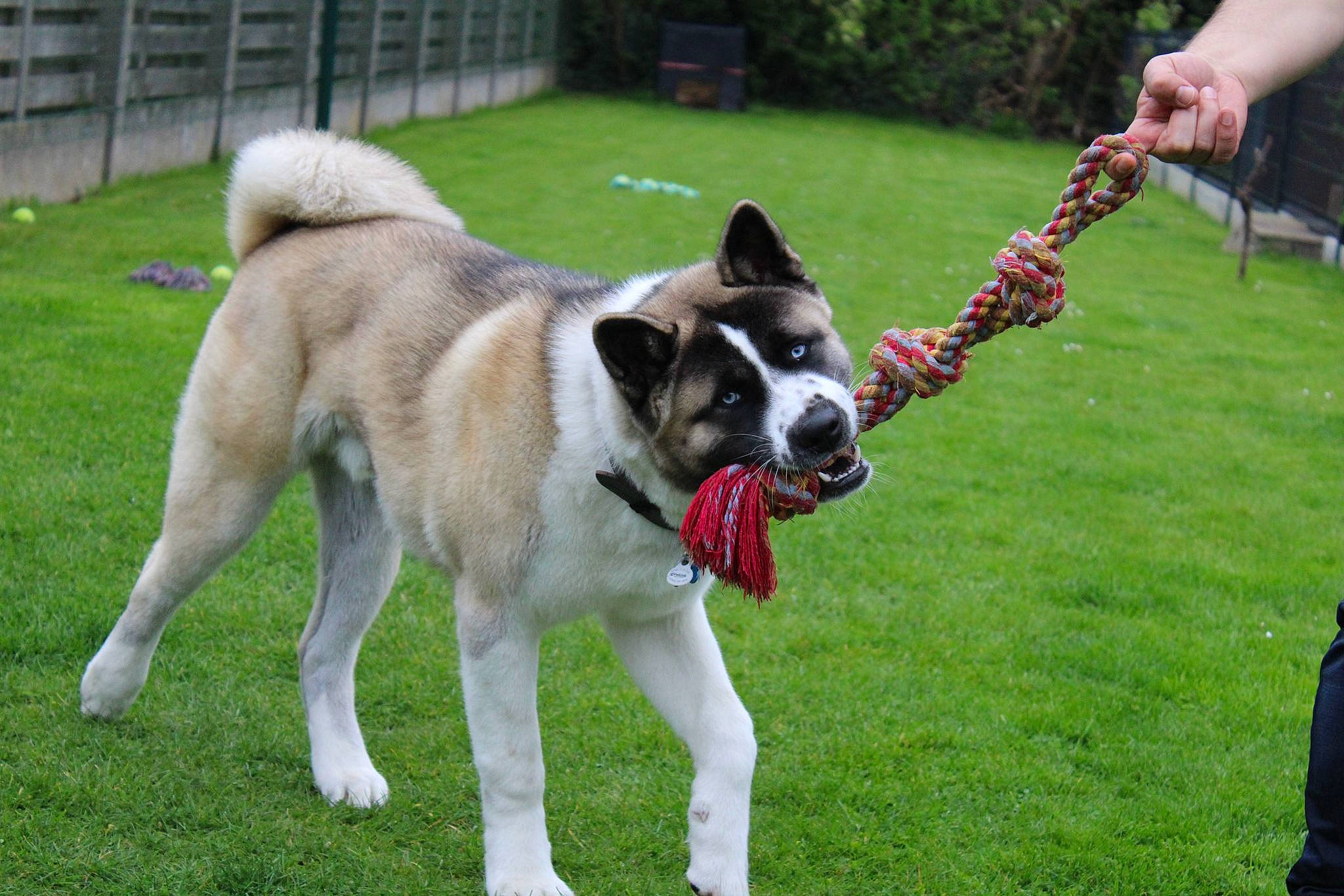 Tyuu participe au concours pour gagner de l'argent avec cette photo : ancient_dog_breeds, animal_training, canidae, carnivore, collar, companion_dog, dog, dog_breed, dog_collar, dog_supply, fawn, grass, luggage_and_bags, non_sporting_group, plant, snout, sporting_group, tail, working_animal, working_dog