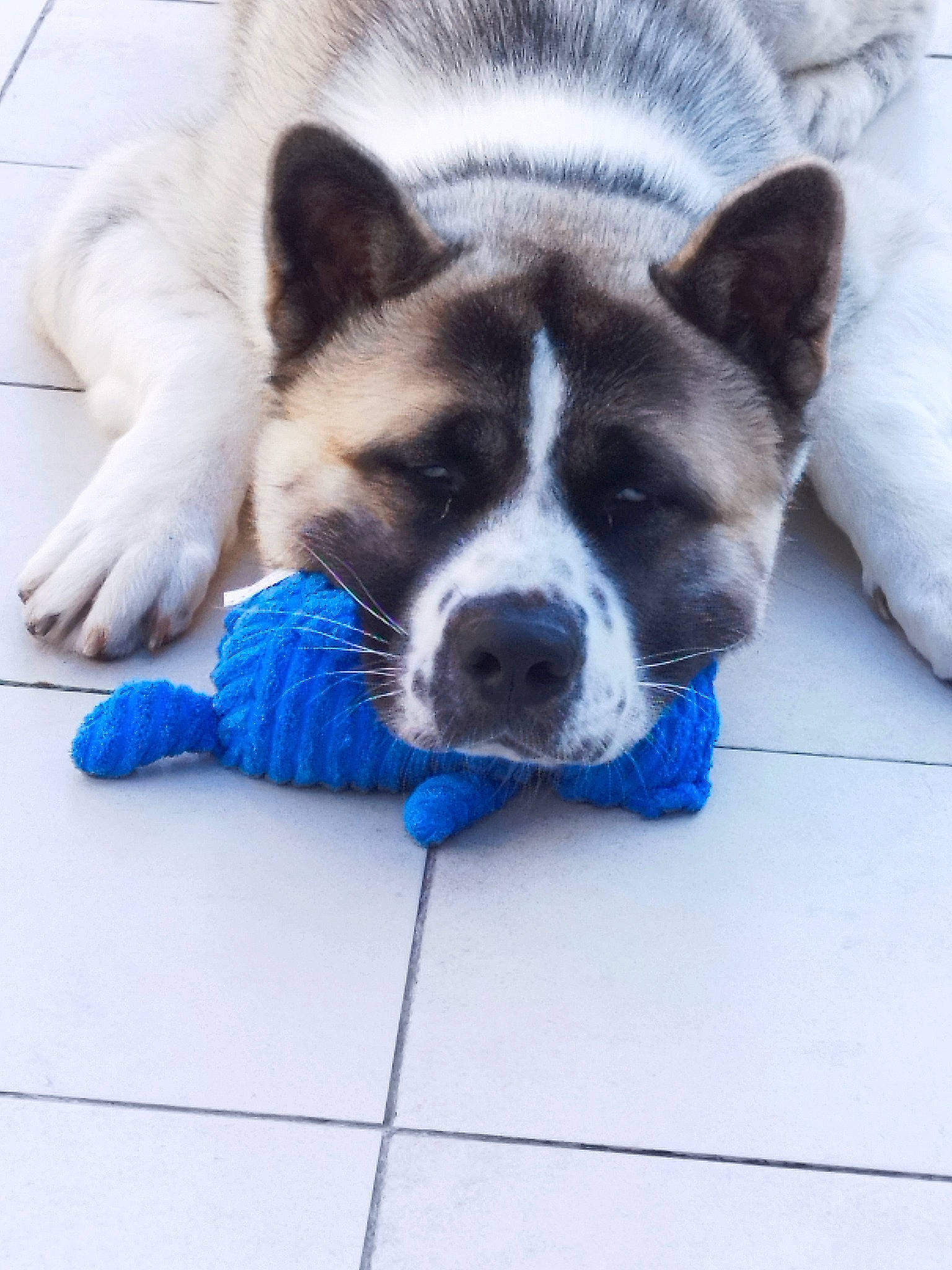 Tyuu a rejoint le concours — aidez-le/la à gagner de superbes lots ! blue, canidae, carnivore, collar, companion_dog, dog, dog_breed, dog_supply, door, electric_blue, fawn, flooring, paw, snout, sporting_group, tail, vehicle, whiskers, window, working_animal