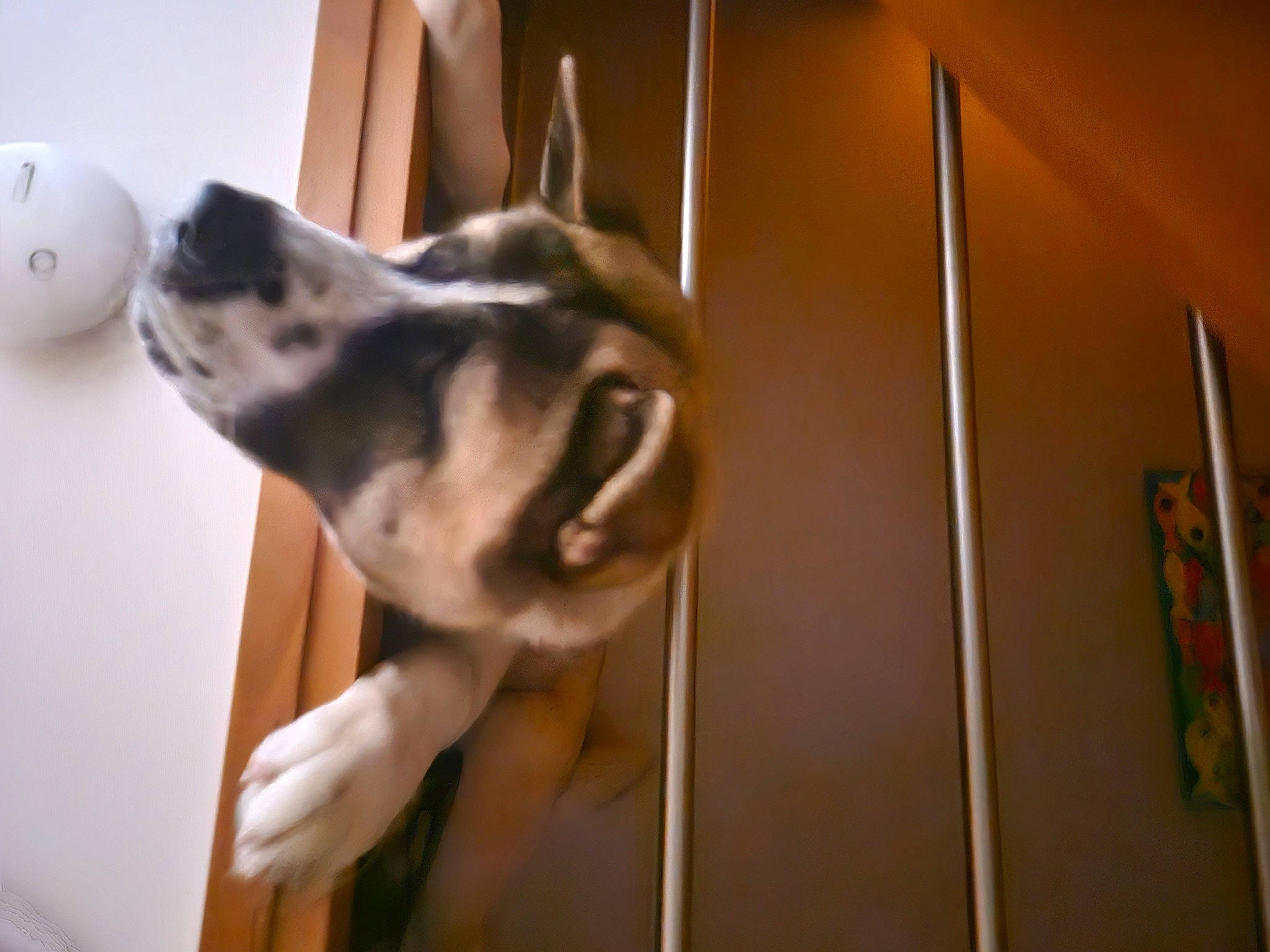 Tyuu a rejoint le concours — aidez-le/la à gagner de superbes lots ! canidae, carnivore, companion_dog, dog, dog_breed, door, fawn, flooring, fur, guard_dog, non_sporting_group, room, snout, sporting_group, terrestrial_animal, whiskers, window, wood, working_animal, working_dog