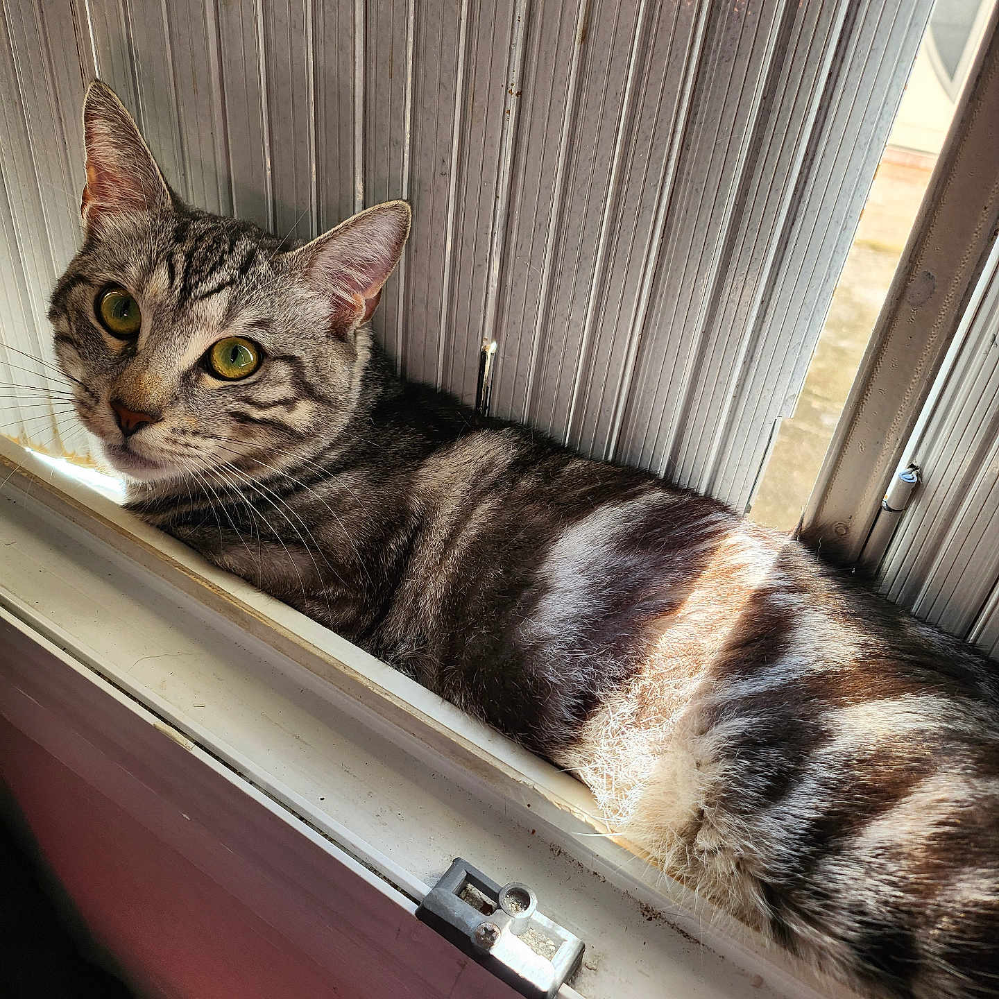 Fatima participe au concours pour gagner de l'argent avec cette photo : abyssinian, animal, cat, closet, cupboard, curtain, door, drawer, furniture, hardwood, homedecor, kitten, manx, pet, plywood, shelf, window, windowshade, windowsill, wood