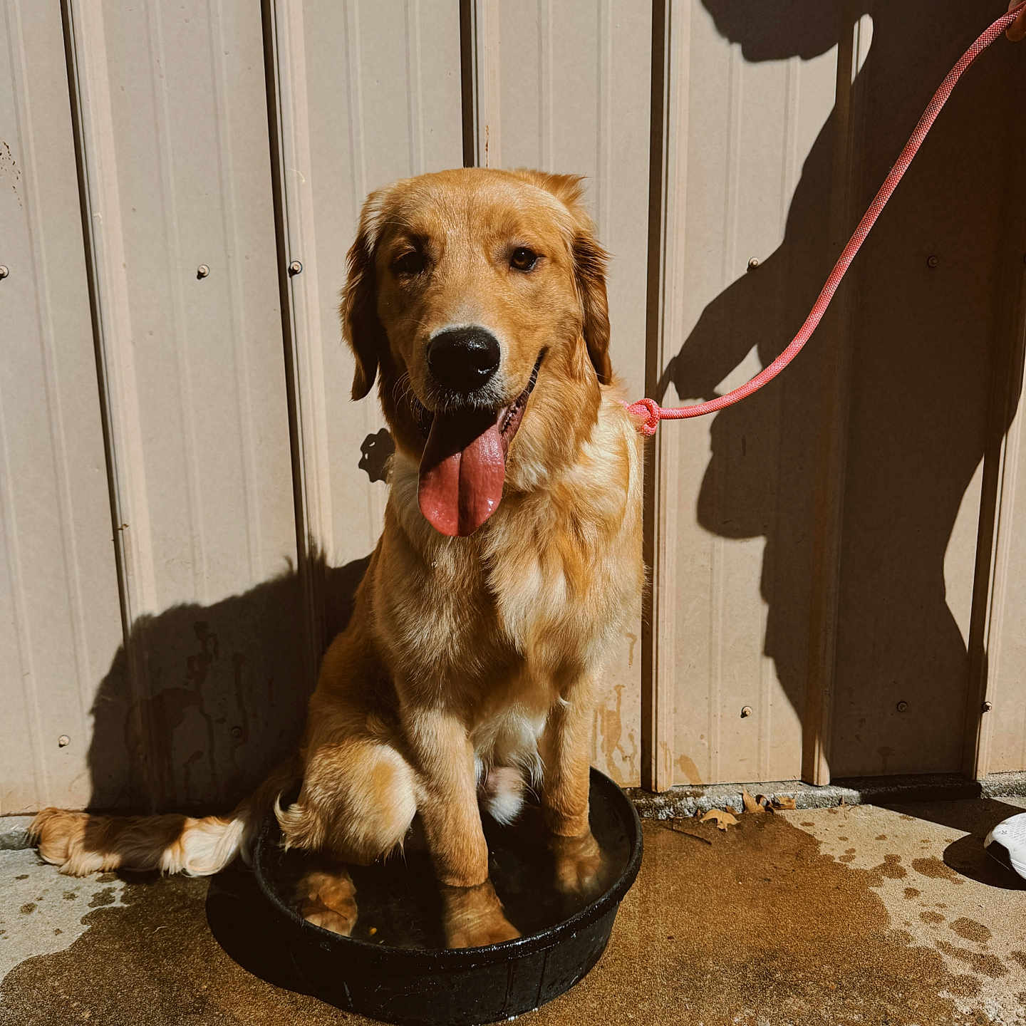 Beau joined the competition — help win amazing prizes! accessories, animal, canine, cockerspaniel, collar, dog, goldenretriever, hound, leash, pet, plywood, puppy, strap, wood