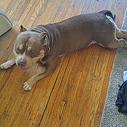 Chaco is registered to the contest to win money with this photo: