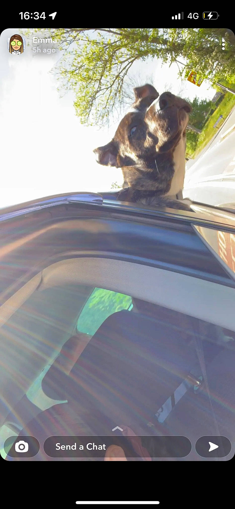 Draco is registered to the contest to win money with this photo: auto_part, automotive_design, automotive_exterior, automotive_window_part, car, carnivore, dog, glass, hood, mode_of_transport, motor_vehicle, plant, shade, tints_and_shades, tree, vehicle, vehicle_door, windscreen_wiper, windshield, wood