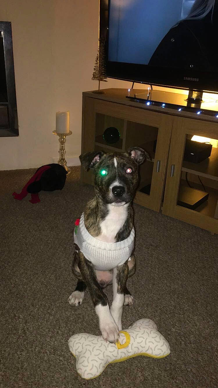 Draco joined the competition — help win amazing prizes! analog_television, cable_television, carnivore, companion_dog, couch, dog, dog_breed, entertainment_center, fawn, floor, flooring, hardwood, home_appliance, living_room, picture_frame, room, snout, television, television_set, working_animal