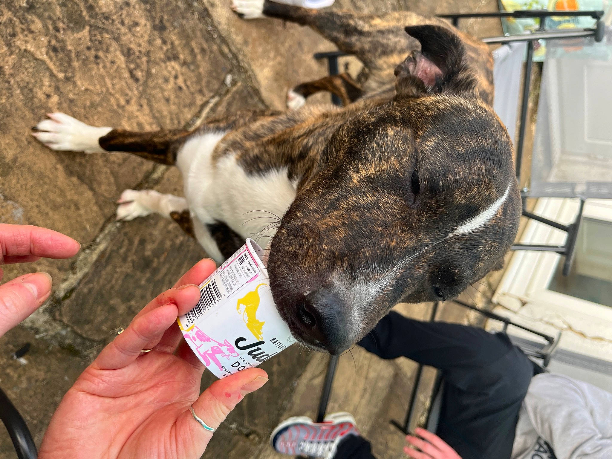 Draco joined the competition — help win amazing prizes! collar, dog_breed, domestic_short_haired_cat, fawn, felidae, finger, fur, goat, goats, hand, marsupial, nail, pack_animal, small_to_medium_sized_cats, snout, terrestrial_animal, thumb, wallaby, whiskers, working_animal