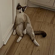 Rocky is registered to the contest to win money with this photo: animal, calm, cat, corner, cute, domestic, ears, feline, fur, indoor, looking, paws, pet, quiet, relaxed, room, sitting, tail, white_wall, wooden_floor