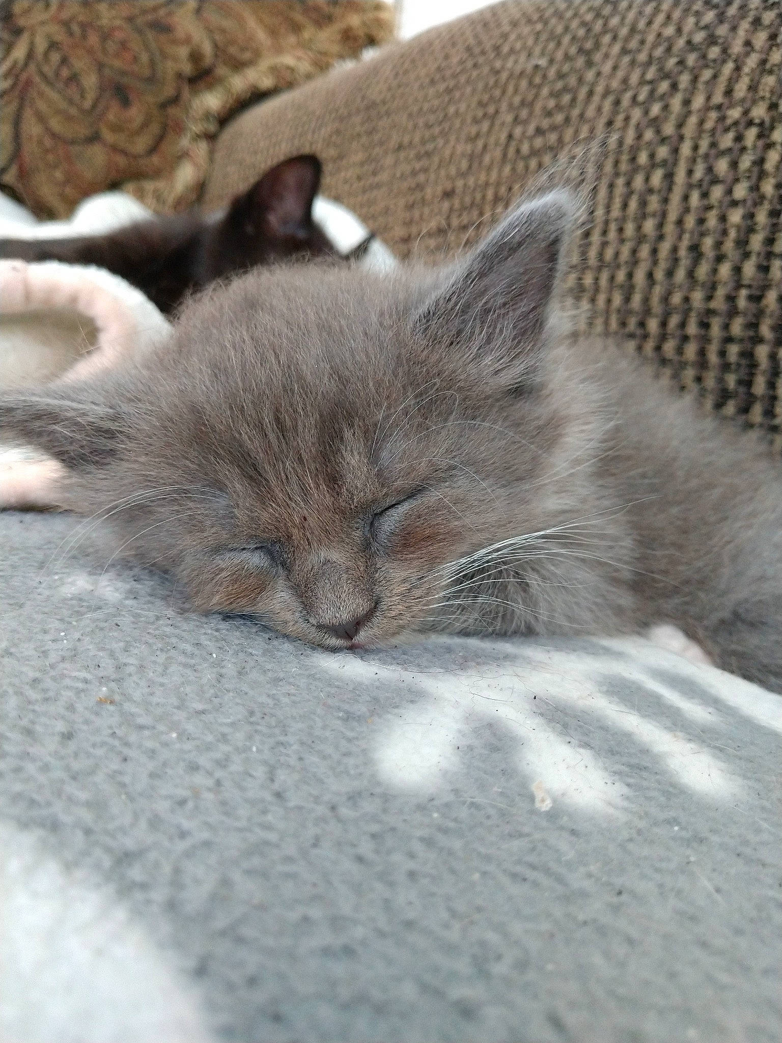 Phoebe is registered to the contest to win money with this photo: british_semi_longhair, british_shorthair, carnivore, cat, chartreux, domestic_short_haired_cat, european_shorthair, fawn, felidae, fur, kitten, mammal, nap, nebelung, polydactyl_cat, sleep, small_to_medium_sized_cats, whiskers