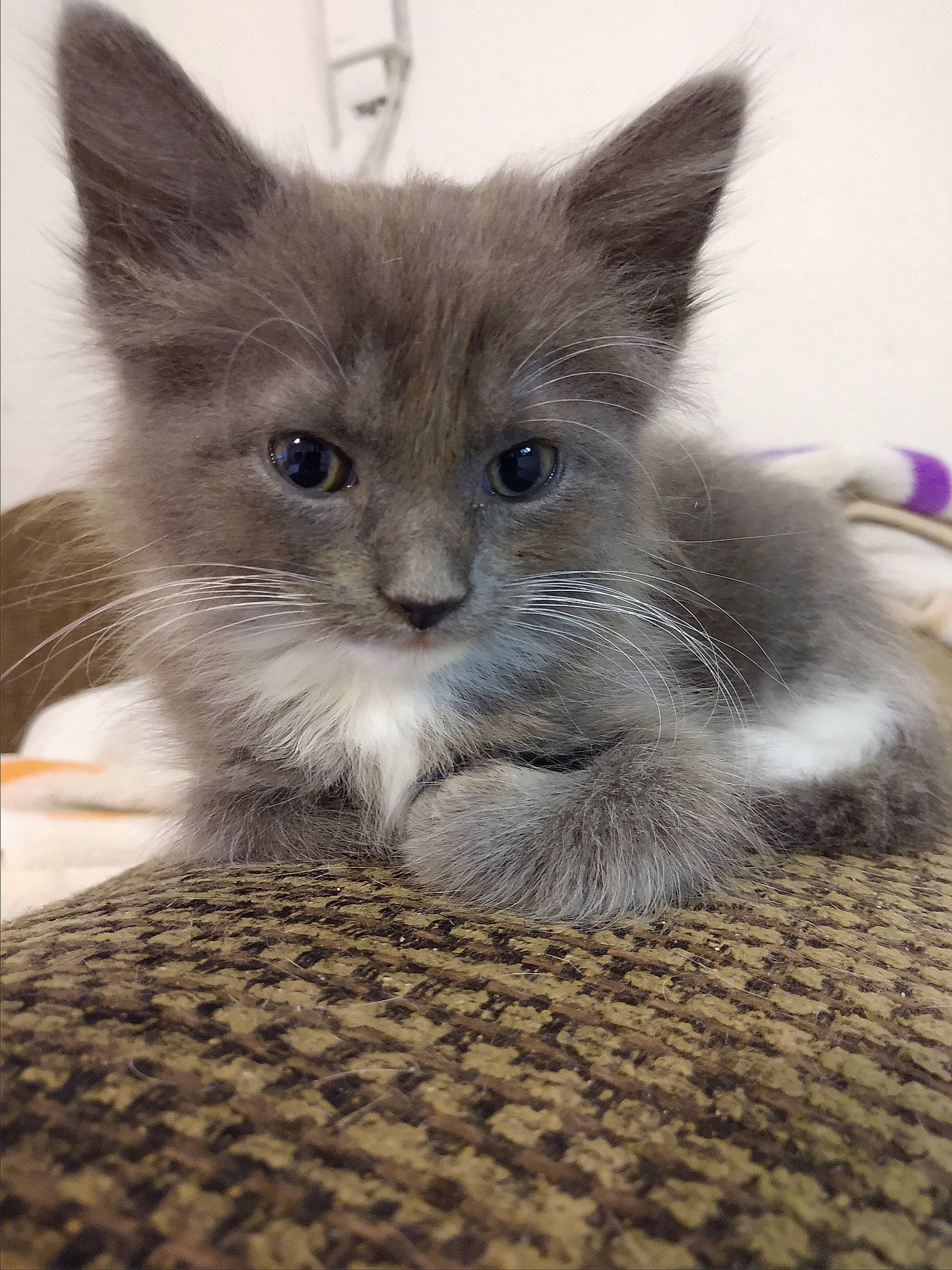 Phoebe joined the competition — help win amazing prizes! asian, carnivore, cat, domestic_short_haired_cat, fawn, felidae, kitten, maine_coon, mammal, nebelung, norwegian_forest_cat, ojos_azules, ragamuffin, ragdoll, russian_blue, small_to_medium_sized_cats, vertebrate, whiskers