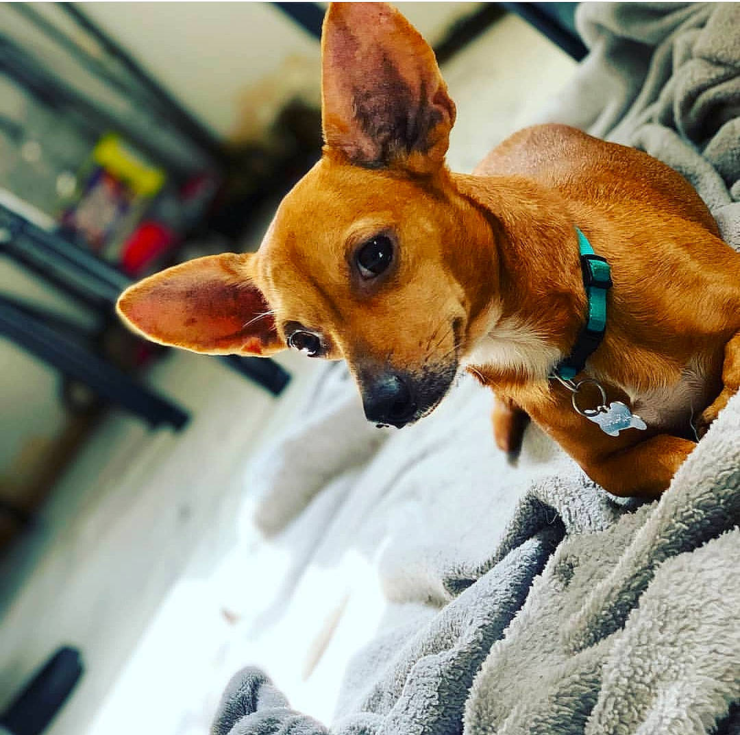 Zoey joined the competition — help win amazing prizes! canidae, carnivore, chihuahua, companion_dog, dog, dog_breed, ear, fawn, mammal, miniature_pinscher, paw, prazsky_krysarik, puppy, snout, toy_dog, vertebrate, whiskers