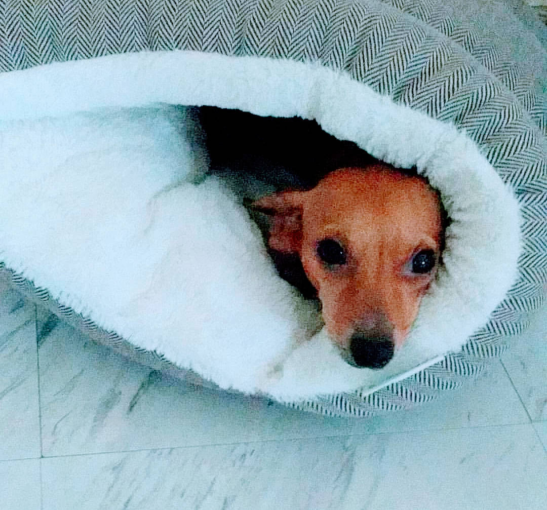 Zoey joined the competition — help win amazing prizes! canidae, carnivore, companion_dog, dog, dog_breed, fox_terrier, jack_russell_terrier, nose, parson_russell_terrier, puppy, rat_terrier, russell_terrier, smooth_fox_terrier, snout, street_dog