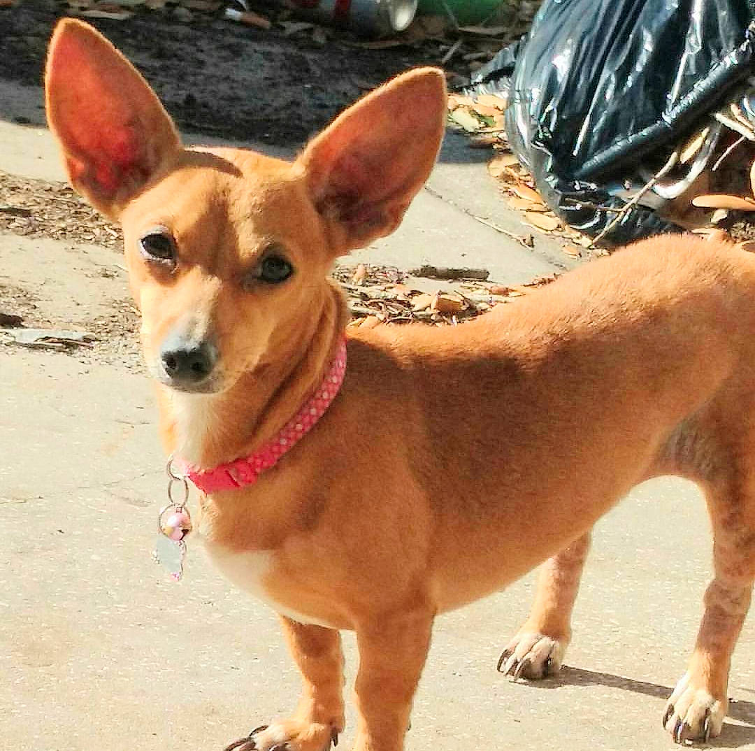 Zoey joined the competition — help win amazing prizes! ancient_dog_breeds, canidae, carnivore, carolina_dog, chihuahua, corgi_chihuahua, dog, dog_breed, ear, fawn, mammal, pariah_dog, rare_breed_dog, snout, sporting_group, street_dog, vertebrate