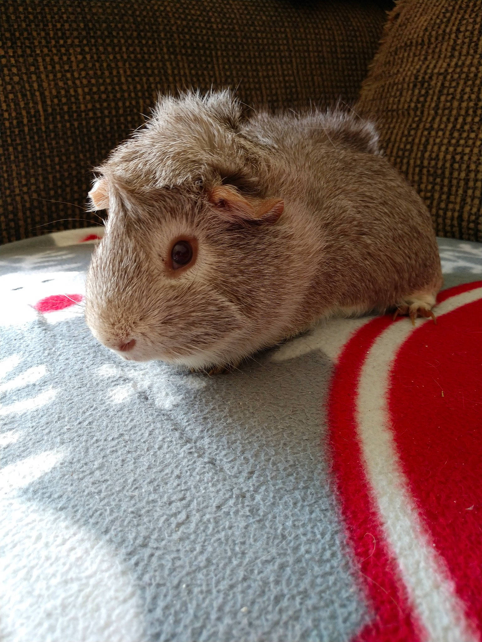 Gordon joined the competition — help win amazing prizes! beige, chinchilla, degu, fare, fawn, fur, gerbil, guinea_pig, hamster, mammal, mouse, muridae, muroidea, rat, rodent, skin, snout, whiskers