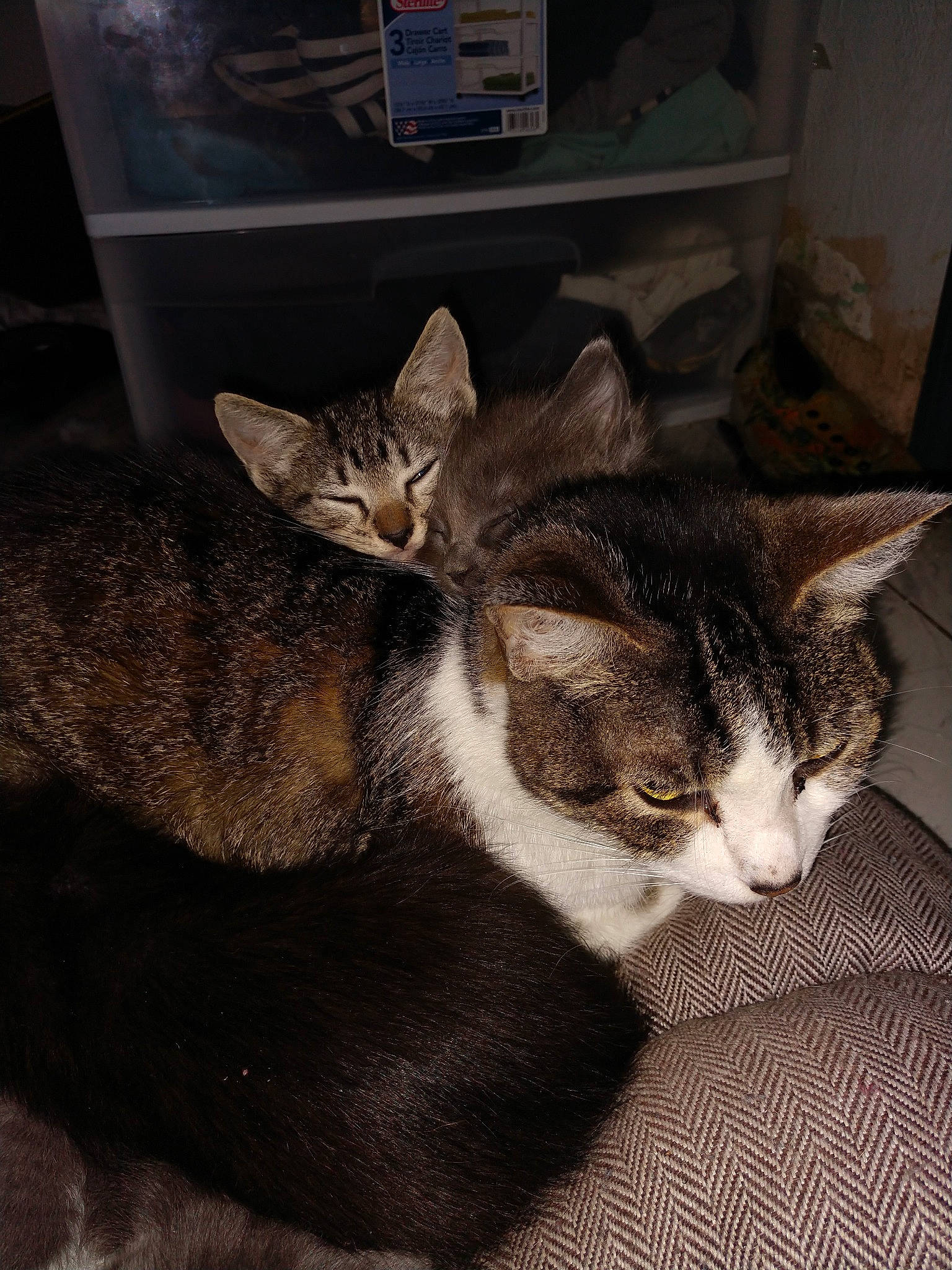 Grandpa Mur joined the competition — help win amazing prizes! american_shorthair, asian, carnivore, cat, domestic_short_haired_cat, dragon_li, ear, european_shorthair, felidae, fur, kitten, mammal, small_to_medium_sized_cats, snout, tabby_cat, whiskers