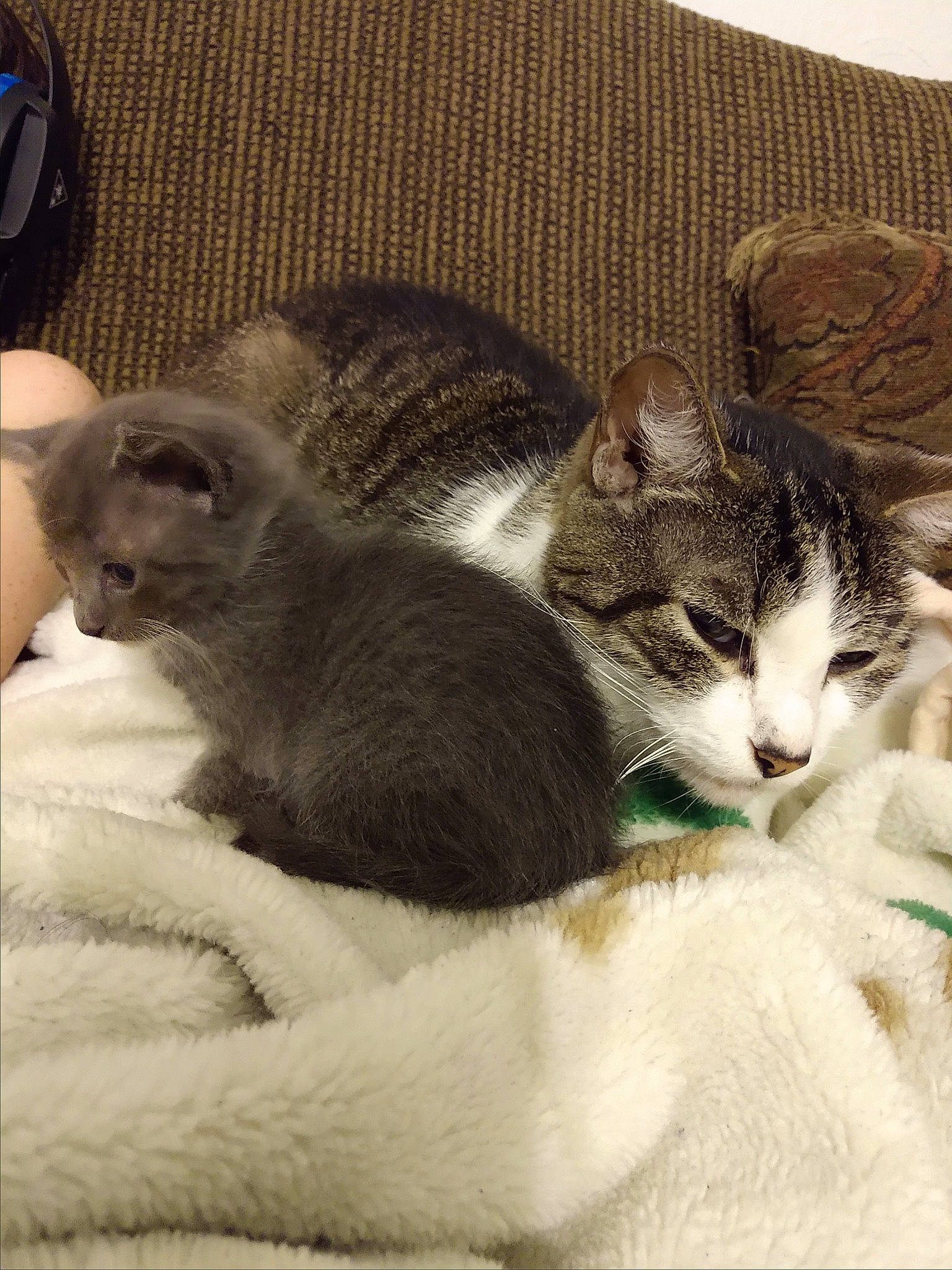 Grandpa Mur joined the competition — help win amazing prizes! american_shorthair, american_wirehair, asian, carnivore, cat, domestic_short_haired_cat, european_shorthair, felidae, kitten, mammal, small_to_medium_sized_cats, tabby_cat, vertebrate, whiskers