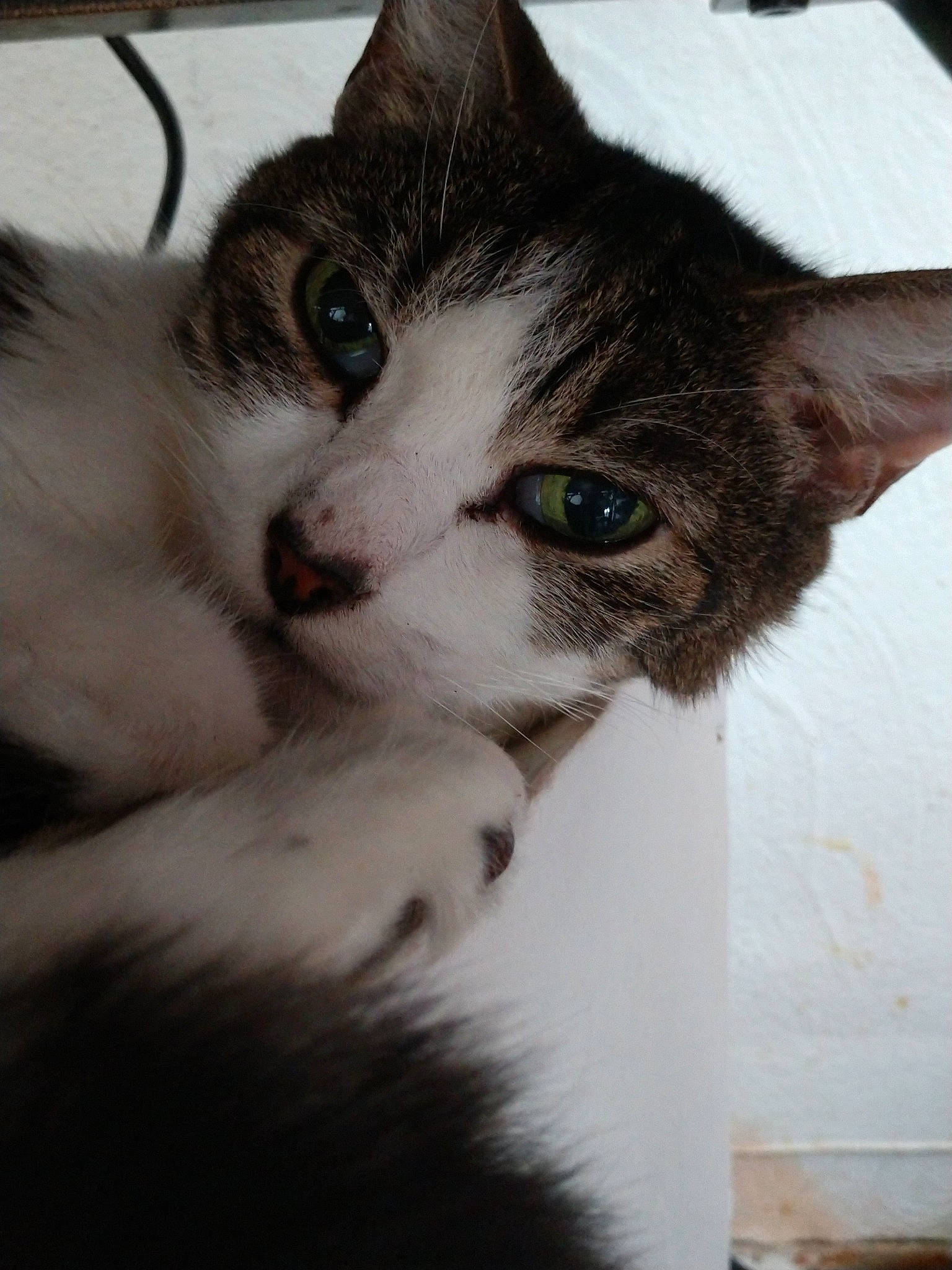 Grandpa Mur is registered to the contest to win money with this photo: aegean_cat, black_and_white, carnivore, cat, domestic_short_haired_cat, ear, european_shorthair, eye, felidae, fur, kitten, mammal, norwegian_forest_cat, nose, small_to_medium_sized_cats, snout, turkish_van, whiskers