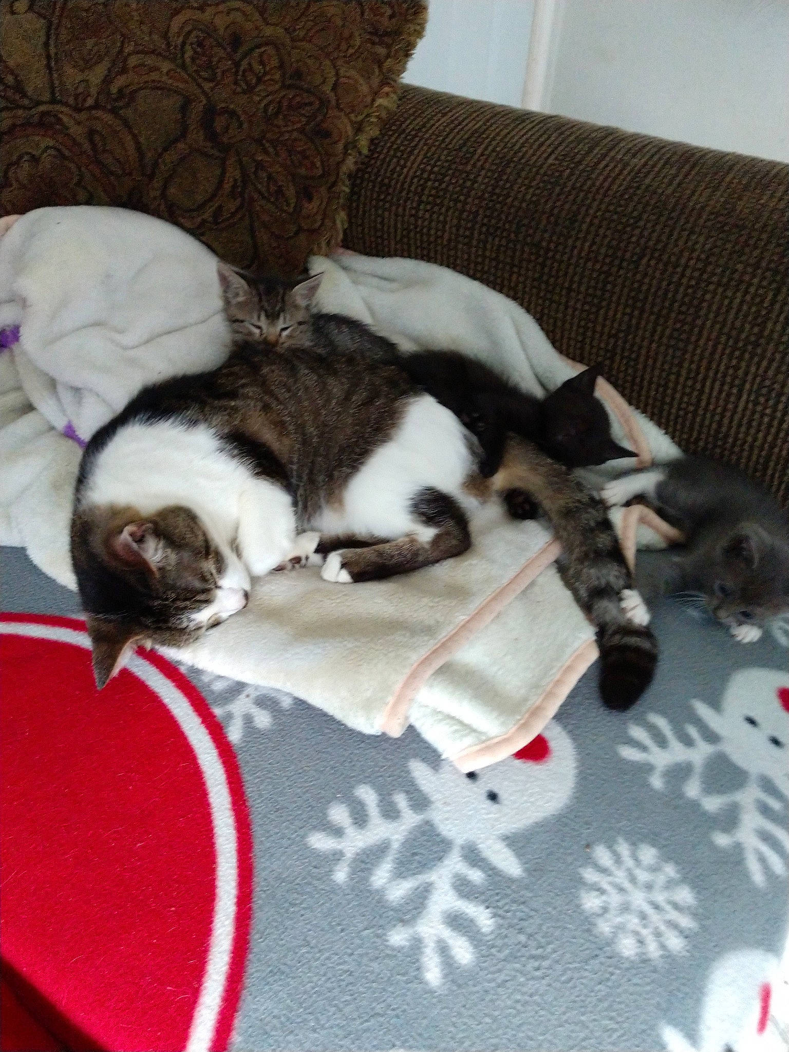 Grandpa Mur joined the competition — help win amazing prizes! canidae, carnivore, cat, companion_dog, dog, dog_breed, felidae, kitten, mammal, nap, non_sporting_group, paw, puppy, small_to_medium_sized_cats