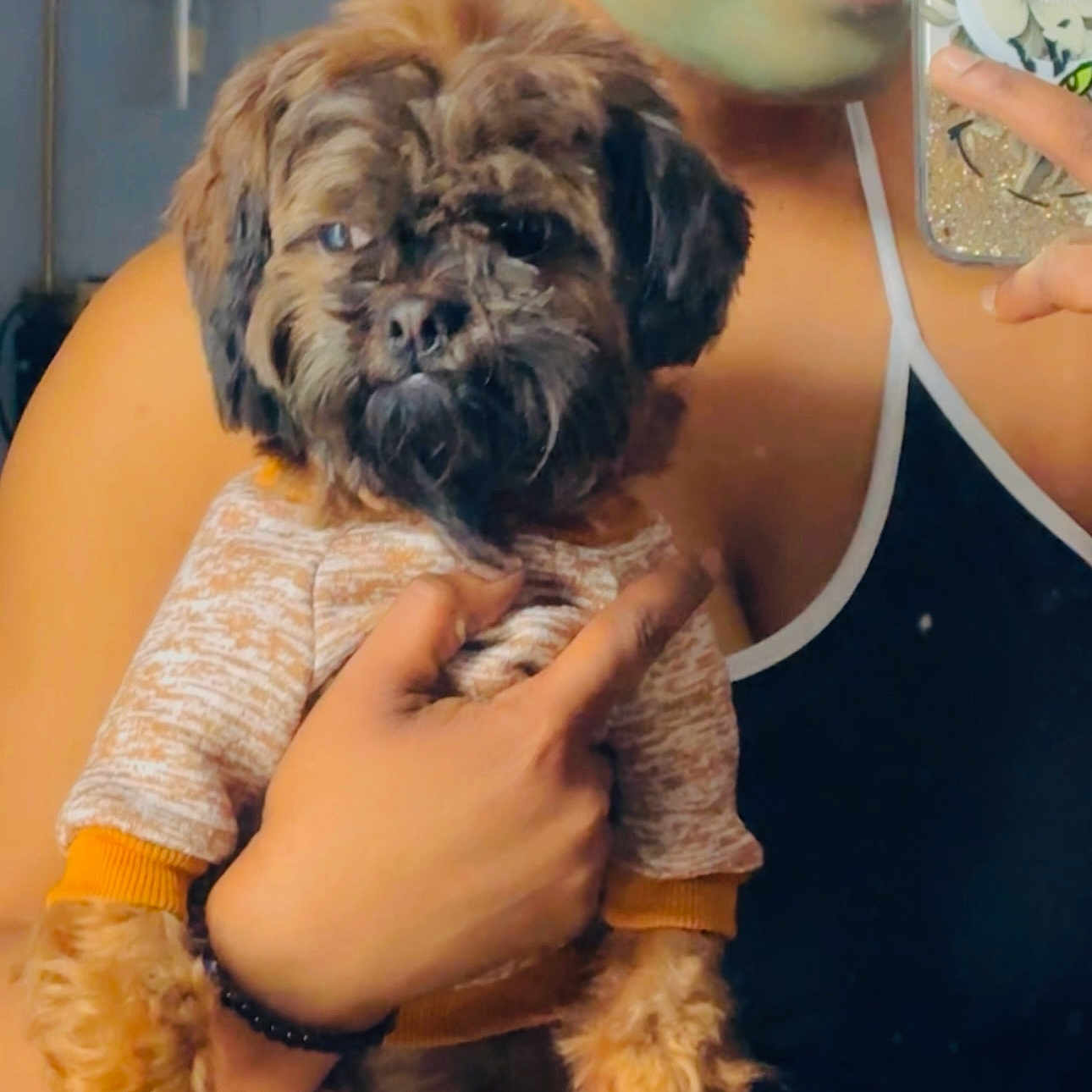 Riley joined the competition — help win amazing prizes! animal, being_held, brown_fur, camera, close_up, clothing, cute, dog, furry, hands, home, indoor, long_hair, person, pet, portrait, puppy, serious_expression, small_dog, sweater