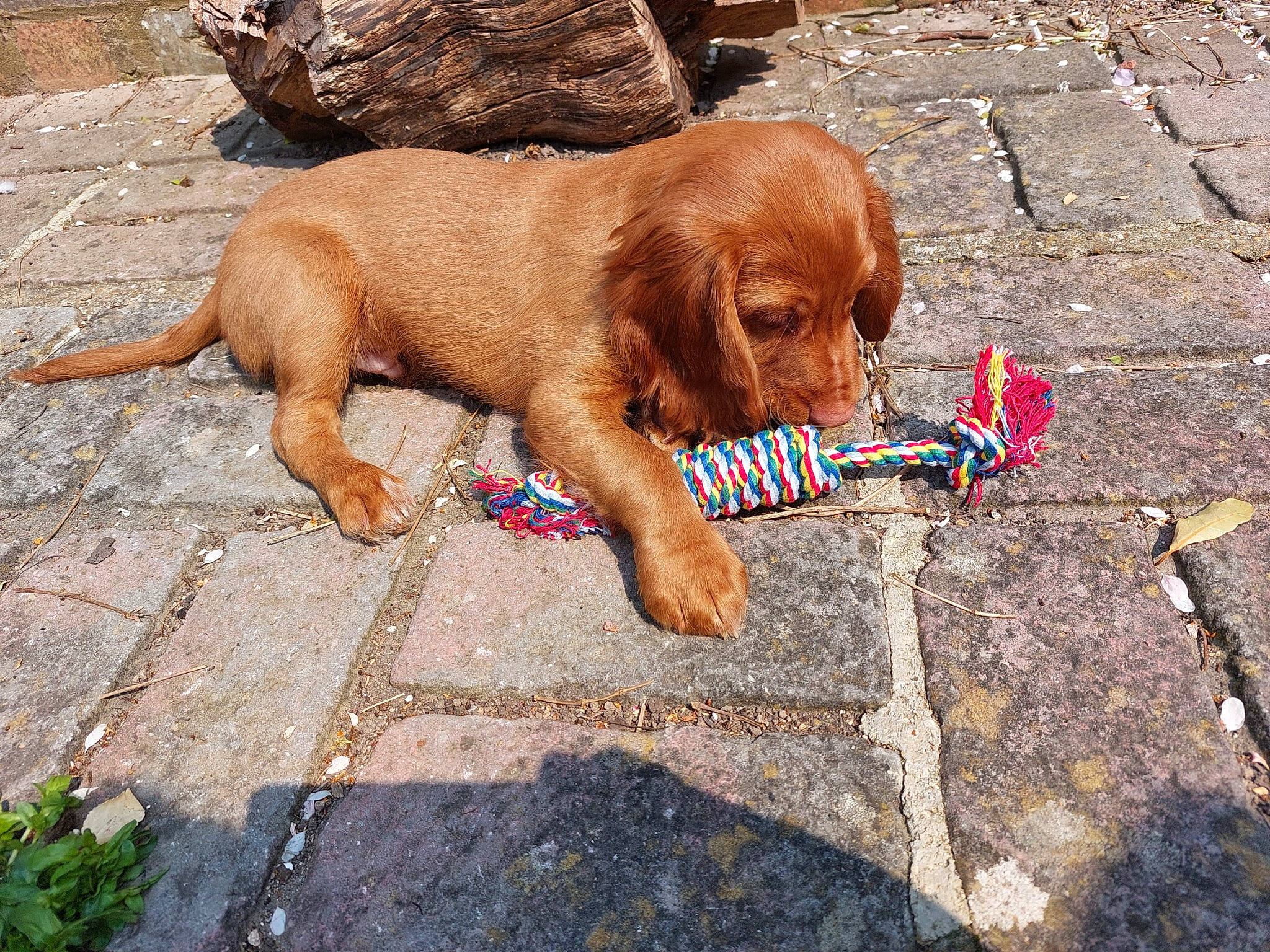 Jaffa joined the competition — help win amazing prizes! art, brick, brickwork, carnivore, companion_dog, dog, dog_breed, fawn, liver, plant, road_surface, sidewalk, sitting, snout, soil, sporting_group, terrestrial_animal, wood, working_animal, wrinkle