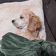 Hunter joined the competition — help win amazing prizes! dog, puppy, golden_retriever, blanket, cushion, couch, sleeping, resting, pet, fur, indoors, cozy, soft, cute, animal, canine, relaxing, comfort, nap, home