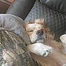 Hunter is registered to the contest to win money with this photo: dog, sleeping, couch, pillow, quilted, leather, indoor, pet, relaxed, fur, animal, cozy, resting, canine, snout, paw, brown, beige, home, comfort