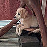puppy, dog, golden_retriever, wooden_chair, indoor, floor, wall, furniture, pets, young_animal, relaxed, cute, animal, domestic_animal, side_view, resting, paw, looking_away, brown, tan