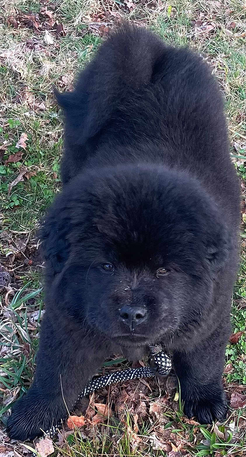 Charlie
