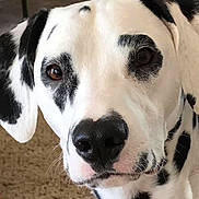 Pongo is registered to the contest to win money with this photo: animal, black_and_white, canine, carpet, close_up, curious, dalmatian, dog, ears, eyes, face, fur, indoor, looking, muzzle, nose, pet, portrait, spotted, whiskers