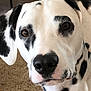 animal, black_and_white, canine, carpet, close_up, curious, dalmatian, dog, ears, eyes, face, fur, indoor, looking, muzzle, nose, pet, portrait, spotted, whiskers